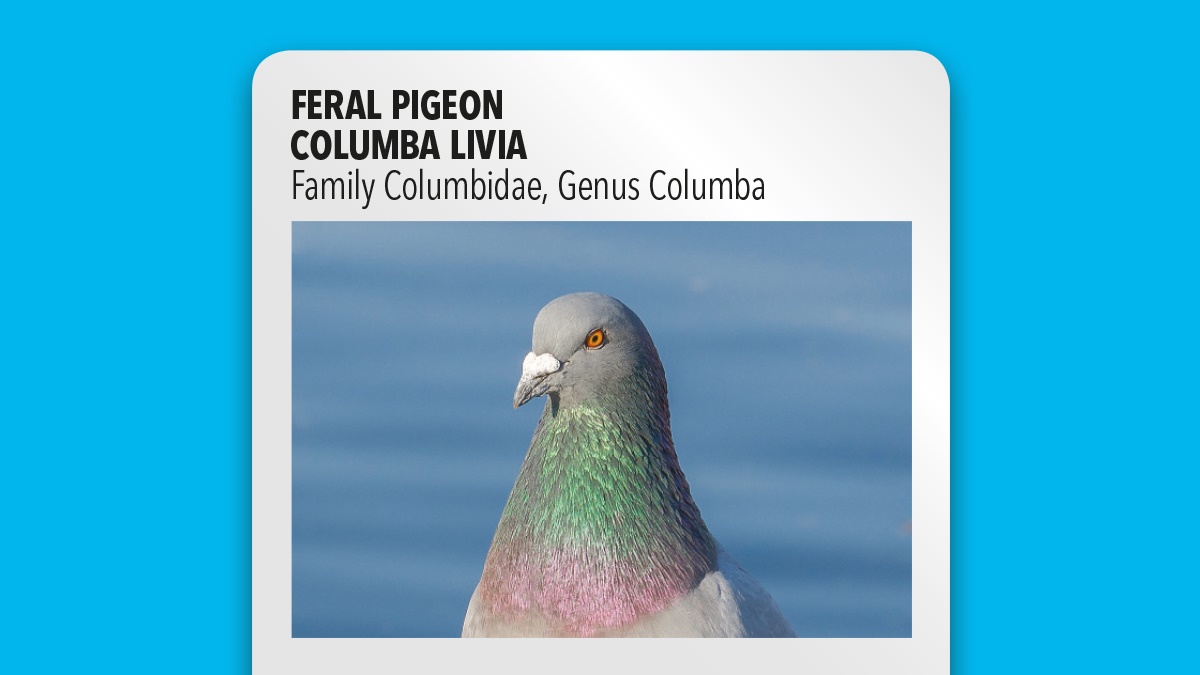 Feral pigeon Columba livia